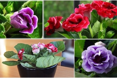 Kỹ thuật trồng cây hoa chuông tình yêu làm quà tặng ngày Valentine