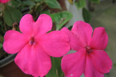 Kỹ thuật trồng cây và chăm sóc hoa ngọc thảo cho ban công rực rỡ màu hoa