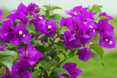 Kỹ thuật trồng cây và cách ghép hoa giấy nhiều màu nở quanh năm