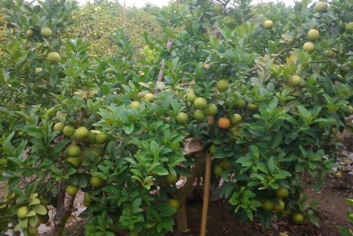 Kỹ thuật trồng cây chanh đào cho quả sai trĩu cành quanh năm