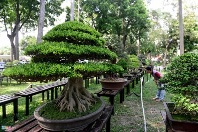 Cùng ngắm dàn cây cảnh độc lạ ở Hội hoa xuân 2017