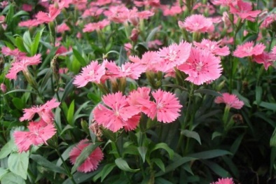 Kỹ thuật trồng cây hoa cẩm nhung cho mùa Xuân thêm rực rỡ