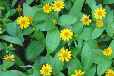 Kỹ thuật trồng cây hoa cúc mặt trời mang may mắn về mọi nhà 