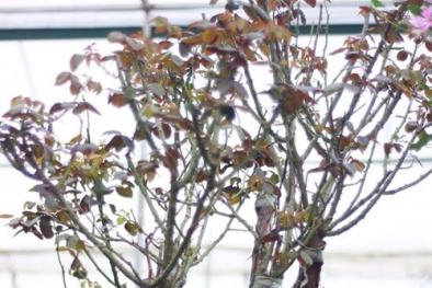 Độc đáo thú chơi hoa hồng cổ có giá hàng chục triệu đồng