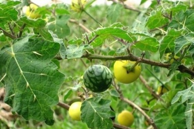 Dùng thuốc từ cà độc dược chữa đau răng, nhiều trẻ tử vong 