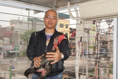 Con gà chọi giá nửa tỷ đồng của tay chơi Hà Thành
