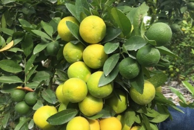 'Sốt' với Chanh Vàng Phú Qúy để 3 tháng không hỏng