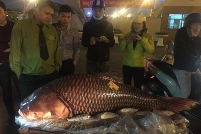 Cận cảnh cá hô ‘khủng’ gần 100kg đại gia Hà Nội trả 200 triệu đồng