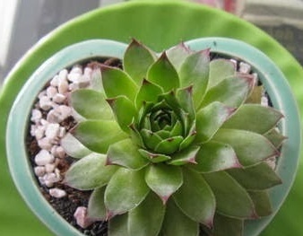 Kỹ thuật trồng cây hoa sen đá cực chuẩn làm quà tặng ngày Valentine