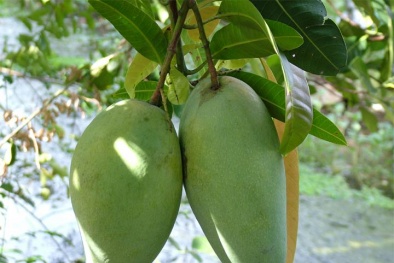 Kỹ thuật trồng cây xoài Thái cho năng suất cao đơn giản nhất