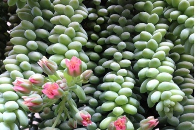 Kỹ thuật trồng cây chuỗi ngọc bi treo hiên nhà cực đáng yêu