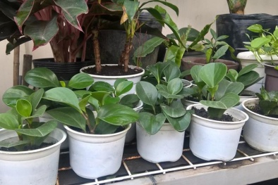 Kỹ thuật trồng cây Trường sinh mang nhiều may mắn và tài lộc