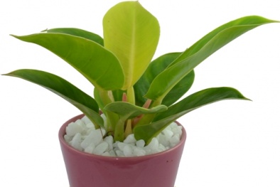 Kỹ thuật trồng cây Đế Vương đem tài lộc, thăng tiến cho người mệnh Mộc