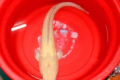 Xôn xao cá trê vàng nặng gần 2kg mắc lưới ngư dân Đà Nẵng