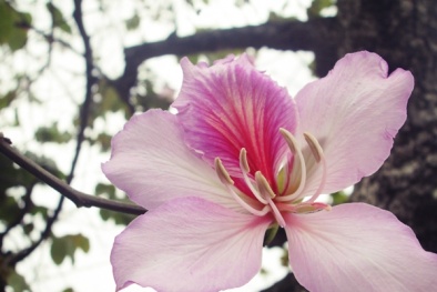 Đẹp nao lòng sắc xuân núi rừng Tây Bắc giữa lòng Hà Nội