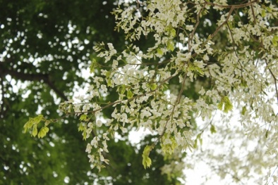 Hà Nội đẹp dịu dàng trong sắc hoa sưa quyến rũ