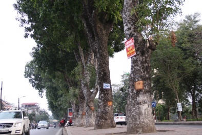 Hiện tượng 'kỳ lạ' xuất hiện trên hàng cây xà cừ tại đường Láng