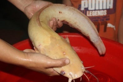 Cận cảnh cá trê vàng quý hiếm nặng gần 2kg ở Đà Nẵng