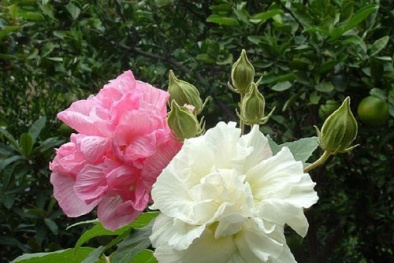 Kỹ thuật trồng cây hoa Phù Dung vừa đẹp vừa làm thuốc rất tốt