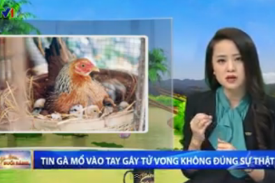 Thực hư thông tin gà mổ gây chết người