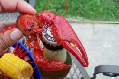 Tôm hùm đỏ 10 càng bị cấm nuôi được rao giá nửa triệu đồng/kg ở Đồng Tháp