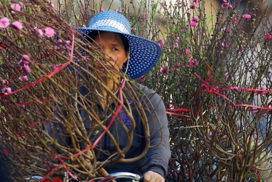 Đây là lý do người người nườm nượp thu mua 'xác đào' sau Tết Đinh Dậu