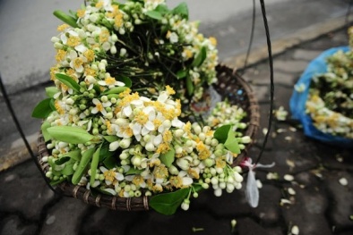 Hà Nội tinh khôi trong sắc hoa bưởi thơm ngát