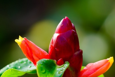 Kỹ thuật trồng cây Phúc Lộc Thọ mang may mắn, tài lộc đầy nhà