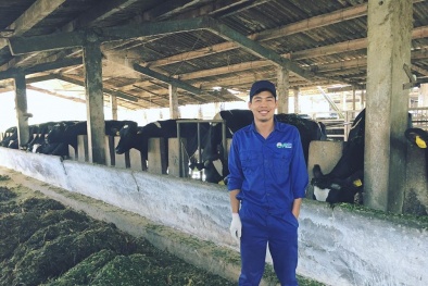 Làm giàu từ chăn nuôi bò sữa qua đôi mắt của một triệu phú Thị trấn Nông trường