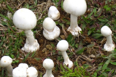 Mùa Xuân nấm độc ‘tung hoành’ cần hết sức thận trọng
