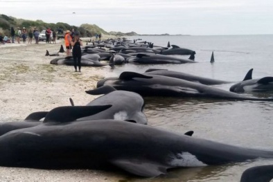 New Zealand: Hơn 400 cá voi mắc cạn bí ẩn sau một đêm