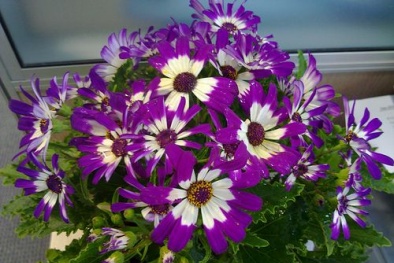 Kỹ thuật trồng cây hoa Cúc lá nho trong chậu đẹp hút hồn