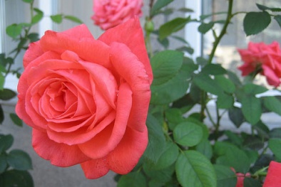 Kỹ thuật trồng cây hoa Hồng trong chậu cho hoa nở rực rỡ quanh năm