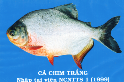 Cá chim trắng mang phóng sinh ở sông Hồng gây tranh cãi có nguy hiểm không?