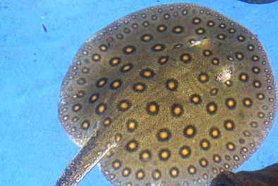 Cá đuối 'khủng' nước ngọt nặng gần 110kg sa lưới ngư dân Đồng Tháp