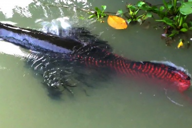 Clip: Bắt được cá hải tượng dài gần 2 mét, nặng 100kg ở Tiền Giang