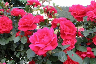 Kỹ thuật trồng cây hoa hồng Đà Lạt cho vườn nhà ngập hương