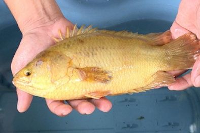 Vĩnh Long: Xuất hiện cá rô nặng nửa cân có màu vàng lạ