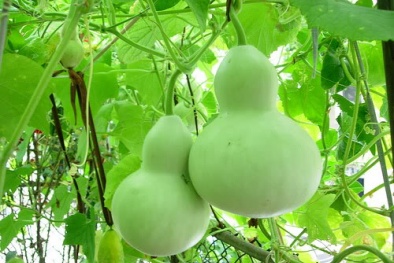 Kỹ thuật trồng cây bầu hồ lô trong vườn nhà ra quả quanh năm