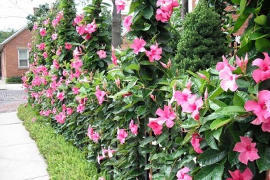 Kỹ thuật trồng cây hoa Hồng Anh leo cho tường nhà rực rỡ sắc hoa