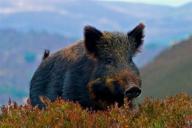 Đàn lợn rừng truy sát trăn khổng lồ trả thù cho đồng loại