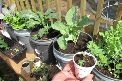 Mách chị em 3 loại rau củ nên trồng vào mùa xuân tại nhà
