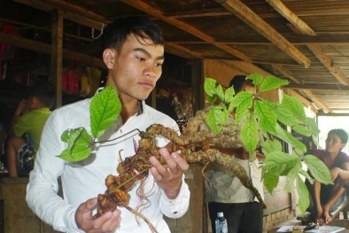Sâm Ngọc Linh 100 tuổi: Đại gia Hà Nội chồng tiền tỷ cũng không mua nổi