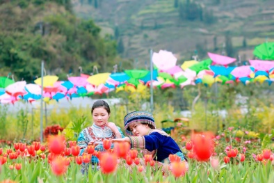 Vườn hoa tulip đẹp như châu Âu hút hồn du khách ở Lào Cai