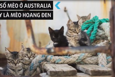 Australia sẽ diệt 2 triệu con mèo hoang vào năm 2020