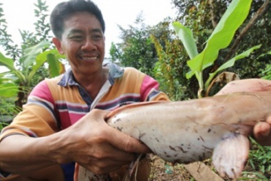 Cận cảnh cá trê lạ màu hồng phấn của nông dân Cần Thơ