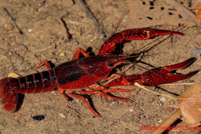 Phó Thủ tướng Trịnh Đình Dũng yêu cầu kiểm tra việc nuôi tôm hùm đỏ