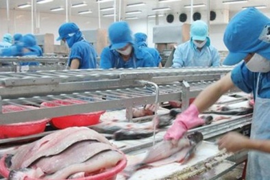 Tập đoàn Carrefour ngừng mua cá tra Việt Nam, nguyên nhân do đâu?