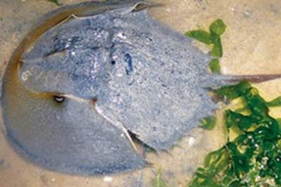 Vô tư ăn món đặc sản ‘độc, lạ’ coi chừng bỏ mạng 