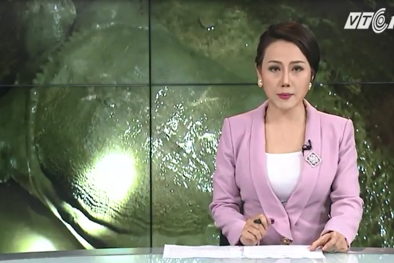 Bắt được cua đinh hiếm nặng 26kg gây xôn xao Đồng Tháp